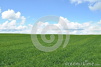 Field of green crop Stock Photo