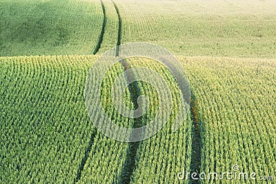 Field with green crop Stock Photo