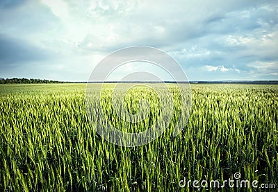 Field with green ears of wheat Stock Photo