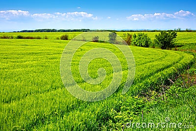 Field of green fresh grain and beautiful blue sky Stock Photo