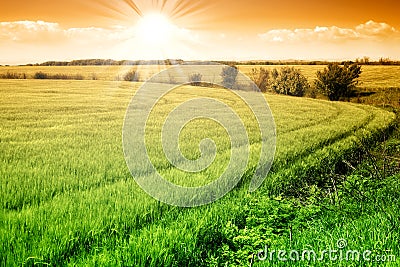 Field of green fresh grain and sunny sky Stock Photo