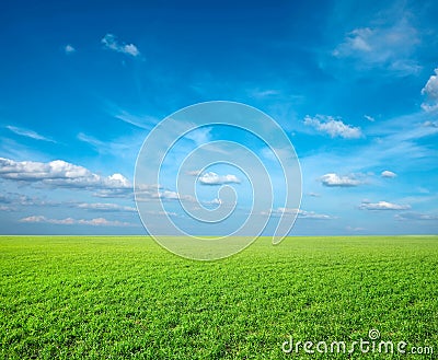 Field of green fresh grass Stock Photo