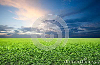 Field of green fresh grass on sunset Stock Photo