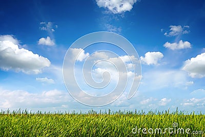 Field of green fresh grass under blue sky Stock Photo