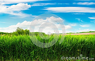 Field of green reeds Stock Photo