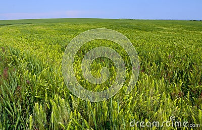 Field of green rye, spikelets of cereals sway in the wind, Ukraine Stock Photo