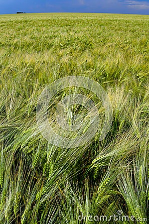 Field of green rye, spikelets of cereals sway in the wind, Ukraine Stock Photo