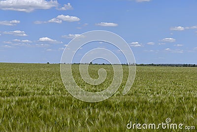 a field with green unripe cereals Stock Photo