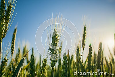 Field of green wheat under the sun Stock Photo