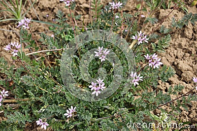 The field grows and blooms Erodium cicutarium Stock Photo