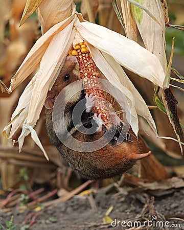 Field hamster gather maize Stock Photo