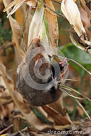 Field hamster gather maize Stock Photo