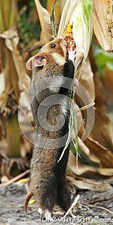 Field hamster gather maize Stock Photo