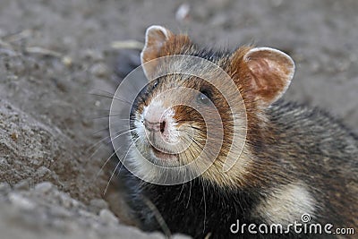 Field hamster portrait Stock Photo