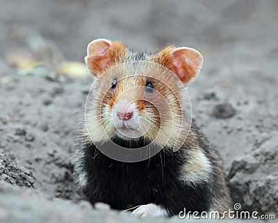 Field hamster portrait Stock Photo