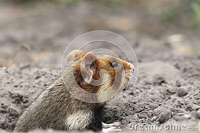 Field hamster profile Stock Photo