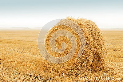 Field after harvest, Big round bales of straw. Stack the golden straw lying on an agricultural field after cleaning of cereals. Stock Photo