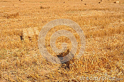 Field after harvest Stock Photo