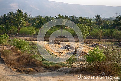 field with heaps of manure and huge number of white herons and ibises Stock Photo