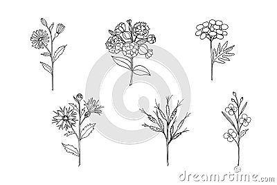 Field herbs and flowers soapwort, leuzea, tansy, calendula, chamomile, cornflower. Vector Illustration