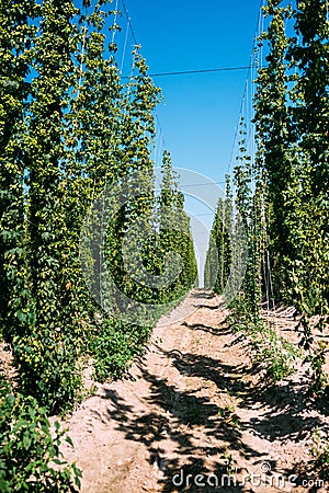 Field of hops. Stock Photo