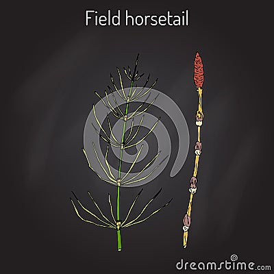 Field Horsetail or Equisetum arvense Vector Illustration