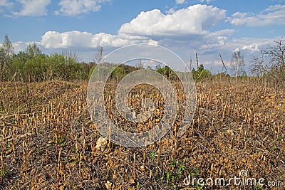 Field with horsetail plant in early spring. Stock Photo