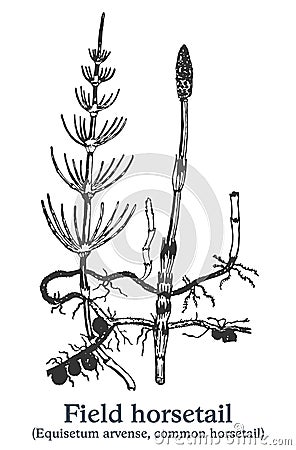 Field horsetail. Vector hand drawn plant. Vintage medicinal plant sketch. Vector Illustration