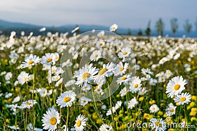 Field of Daisies Stock Photo