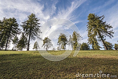 Field of larches in mountain Stock Photo