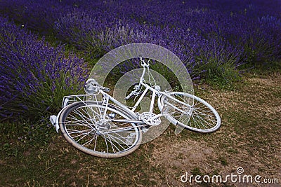 In a field of lavender, a bicycle is lying on the ground Stock Photo