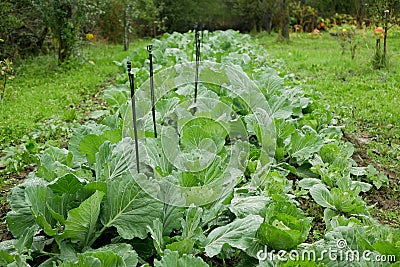 Cabbage field leaf green cole crops white, farm farming garden leaves bio organic Brassica oleracea capitata large fresh Stock Photo