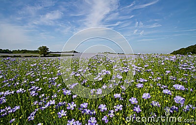 Field of Linseed or Flax in flower Stock Photo