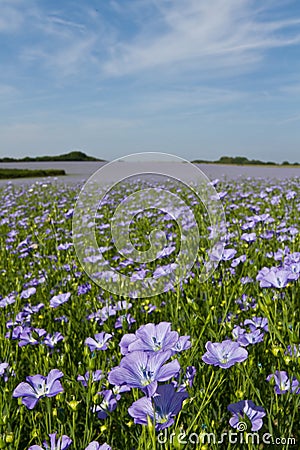 Field of Linseed or Flax in flower Stock Photo