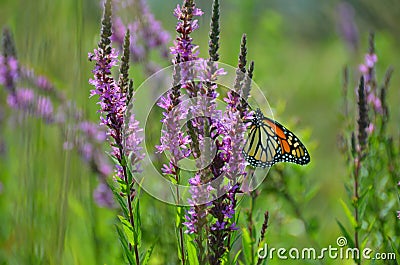 Monarch butterfly on loostrife flower stem Stock Photo