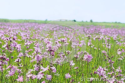Field Lychnis flowers Stock Photo