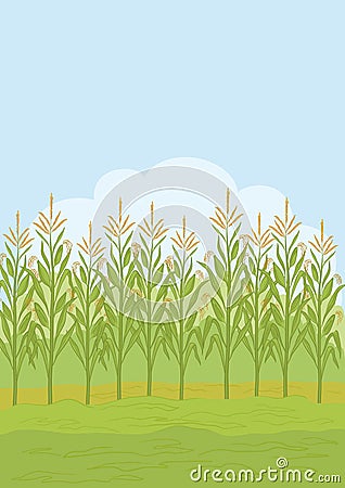Field with maize Vector Illustration