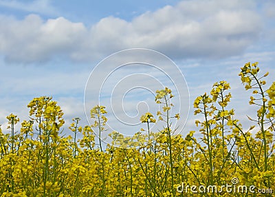 Field Manpower Stock Photo