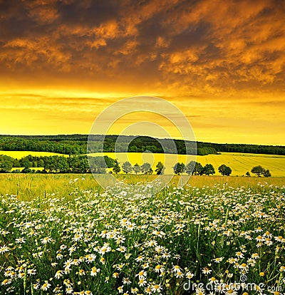 Field of marguerites Stock Photo
