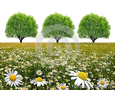 Field of marguerites with tree Stock Photo