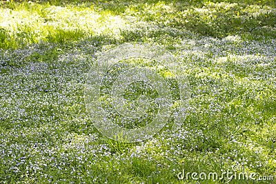 Field meadow of blooming Myosotis forget-me-nots, background wallpaper. Green meadow with blooming small blue flowers Forget-me- Stock Photo