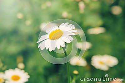 White beautiful pretty daisy flowers and green grass. Home garden plant camomile Stock Photo