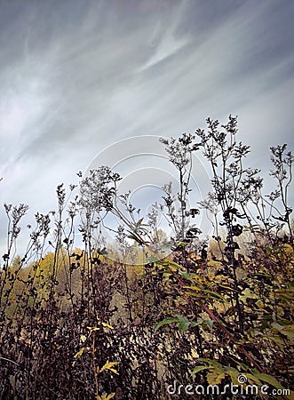 Field and meadow vegetation in autumn in October. Stock Photo