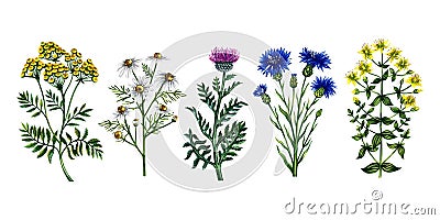 Field medicinal flowers. Chamomile, cornflower and tansy, leucea and St. John's wort. Watercolor illustration, hand Cartoon Illustration