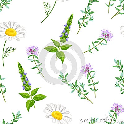 Field medicinal herbs and flowers seamless pattern. Vector Illustration