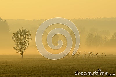 Field in morning mist Stock Photo