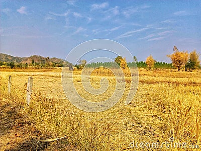 Field ,Mountain ,Farmland ,Tree ,sky Stock Photo
