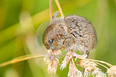 Field mouse Stock Photo