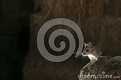 Field mouse, Apodemus sylvaticus Stock Photo