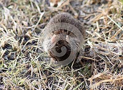 The field mouse Stock Photo